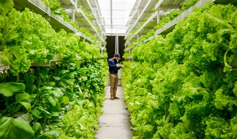 Vertical farming. Things To Know About Vertical farming. 